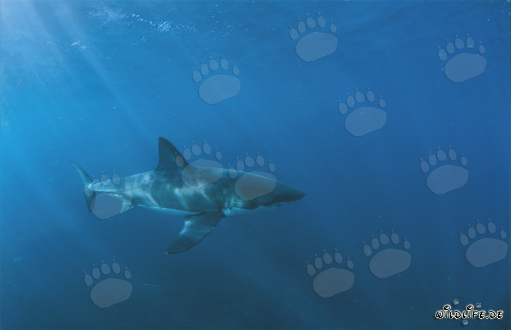 Grand requin blanc nage au large des côtes sud-africaines
