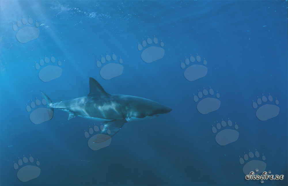 Impressive Great White Shark Swimming off the Coast of South Africa