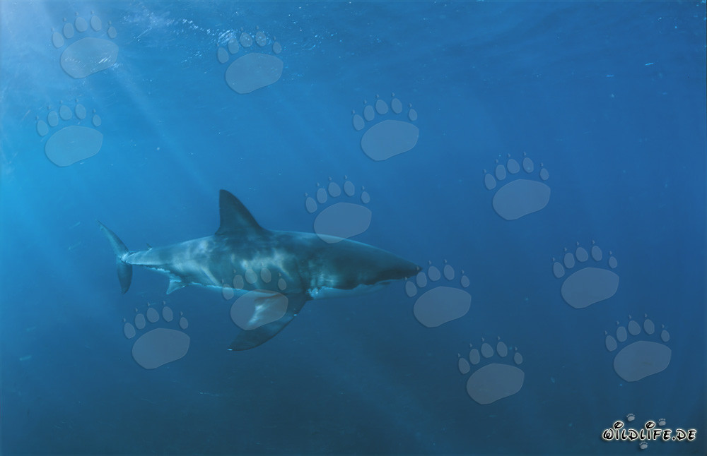 Gran tiburón blanco nada frente a la costa de Sudáfrica