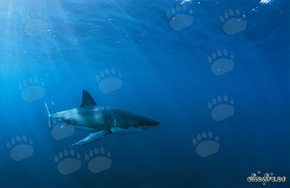 Dans l'élément du Grand Blanc : Requin blanc au large des côtes sud-africaines