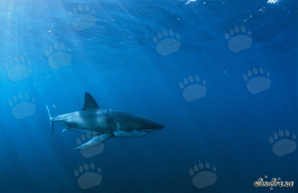 In the Element of the Great White: Great White Shark off the Coast of South Africa