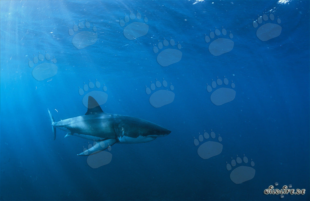 En el elemento del Gran Blanco: Tiburón blanco frente a la costa de Sudáfrica