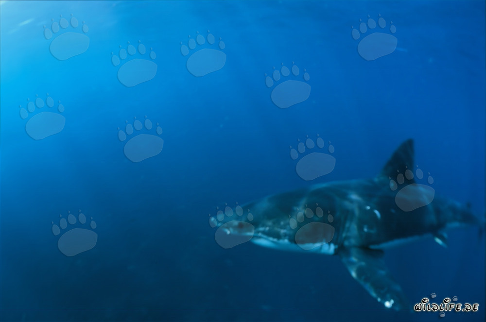 Grand Requin Blanc traversant la mer devant Geyser Rock et Dyer Island