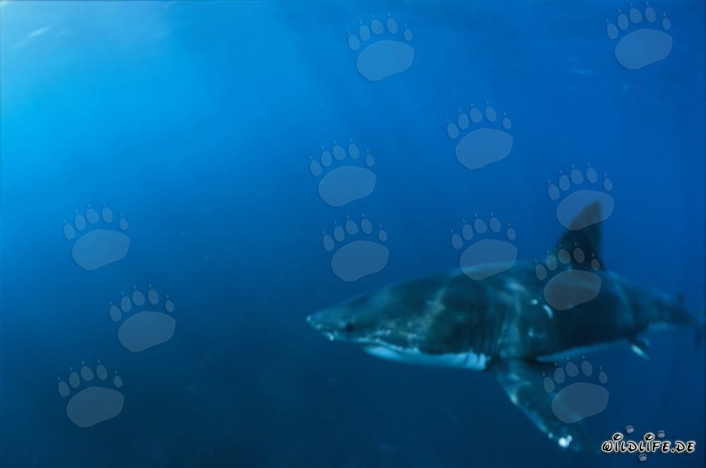 Great White Shark crosses the sea in front of Geyser Rock and Dyer Island