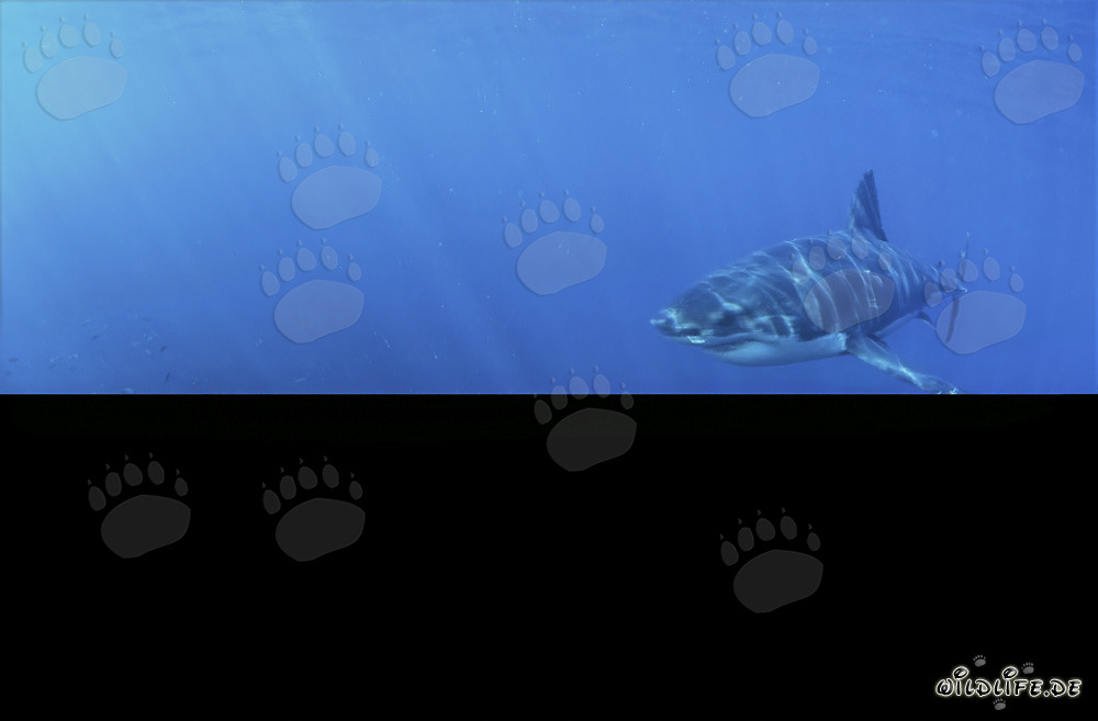 Jeune Grand Requin Blanc fascinant dans les profondeurs de l'océan