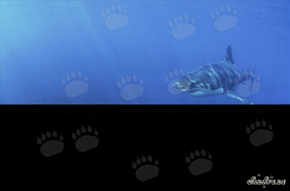Fascinante joven Tiburón Blanco en las profundidades del océano