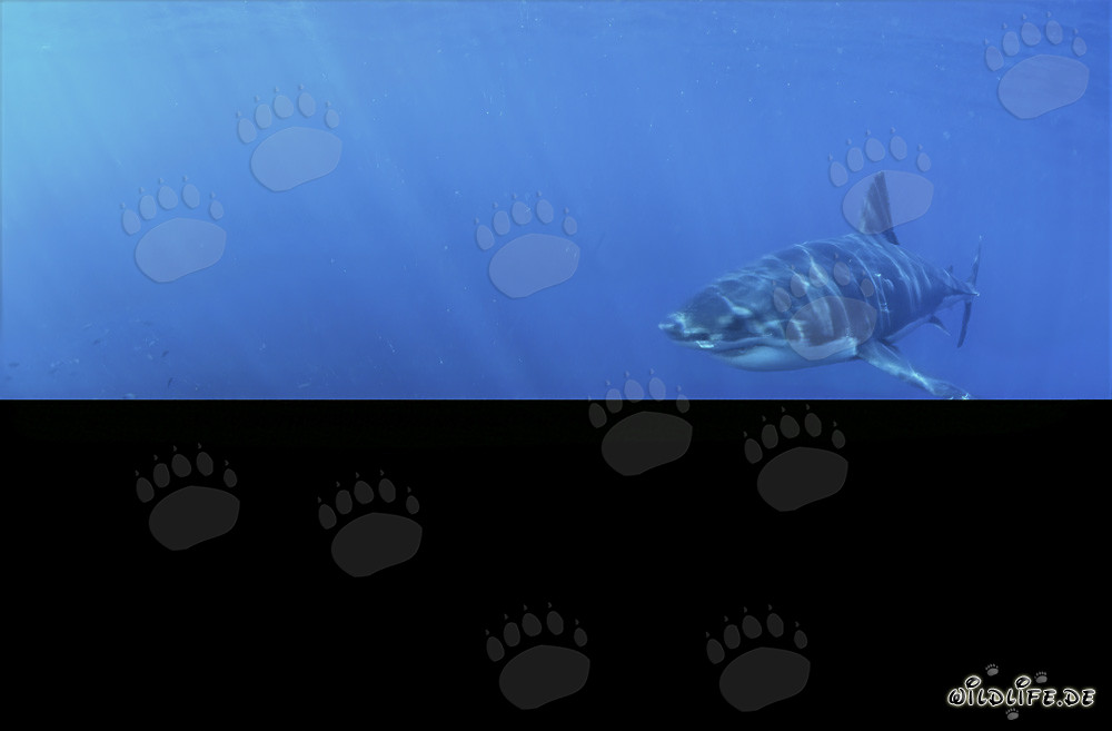 Fascinating young Great White Shark in the depths of the ocean