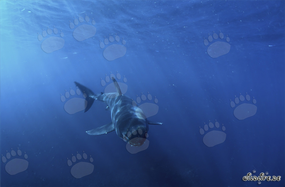 Baby Great White Shark approaching head-on