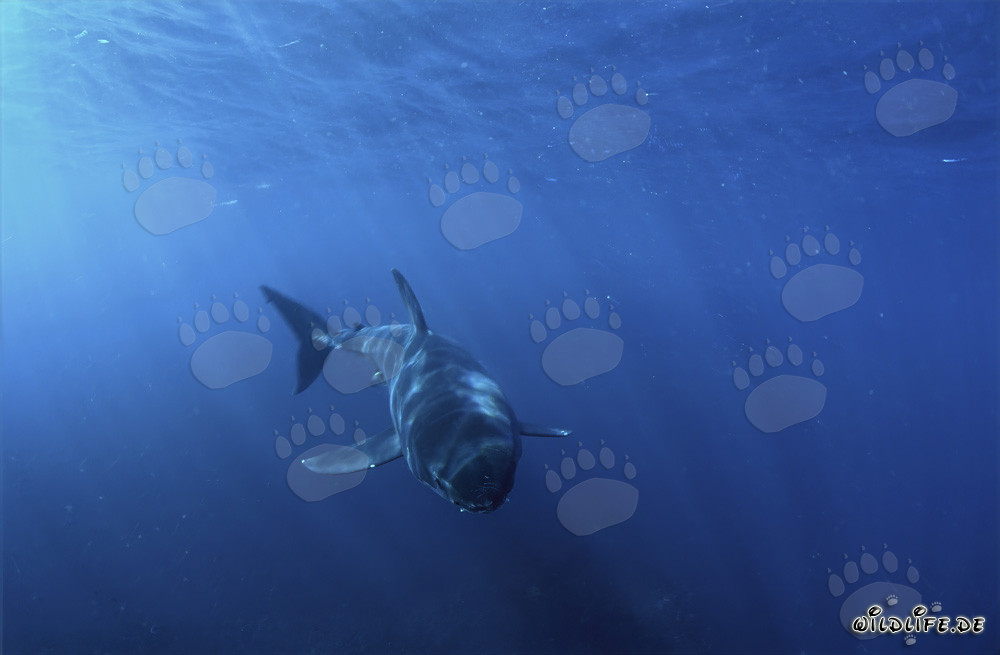 Jeune requin blanc nage de front