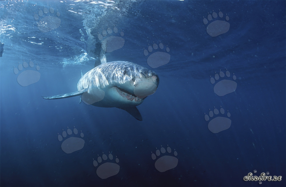 Great White Sharks: Majestic Marine Creatures off the Coast of South Africa
