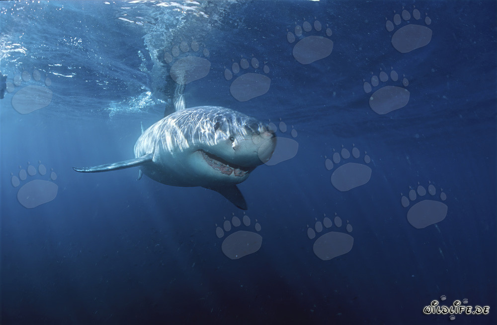 Requins blancs : Majestueux habitants des mers au large des côtes de l'Afrique du Sud