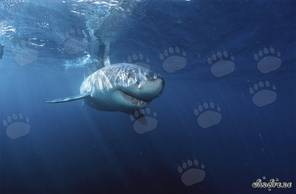 Tiburones blancos: Majestuosos habitantes marinos frente a la costa de Sudáfrica