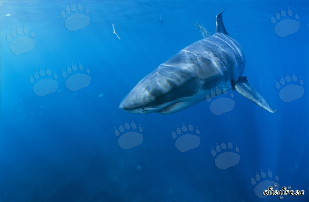 Jeune exemplaire d'un grand requin blanc change de direction en Afrique du Sud