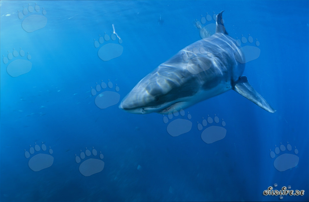 Ejemplar joven de un tiburón blanco cambia de dirección en Sudáfrica