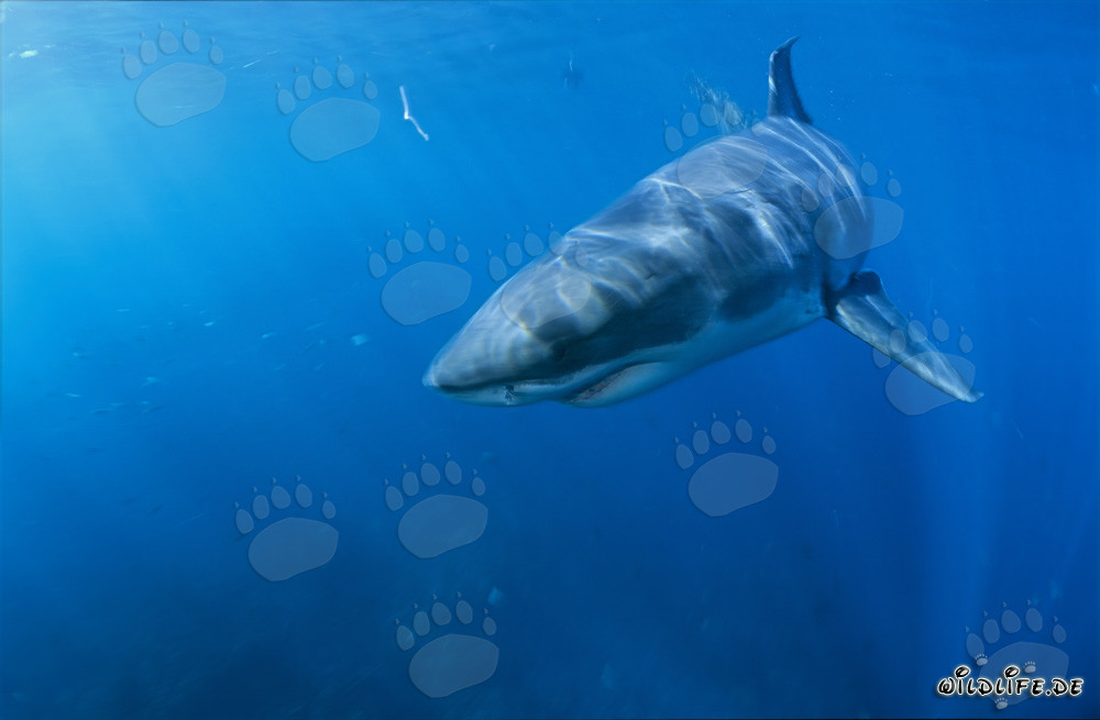 Young Great White Shark (Carcharodon carcharias) Changes Direction in South Africa