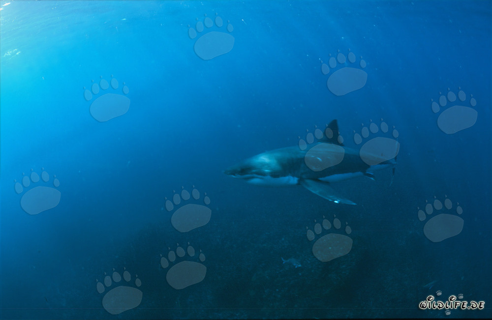 Requins blancs au large des côtes de l'Afrique du Sud