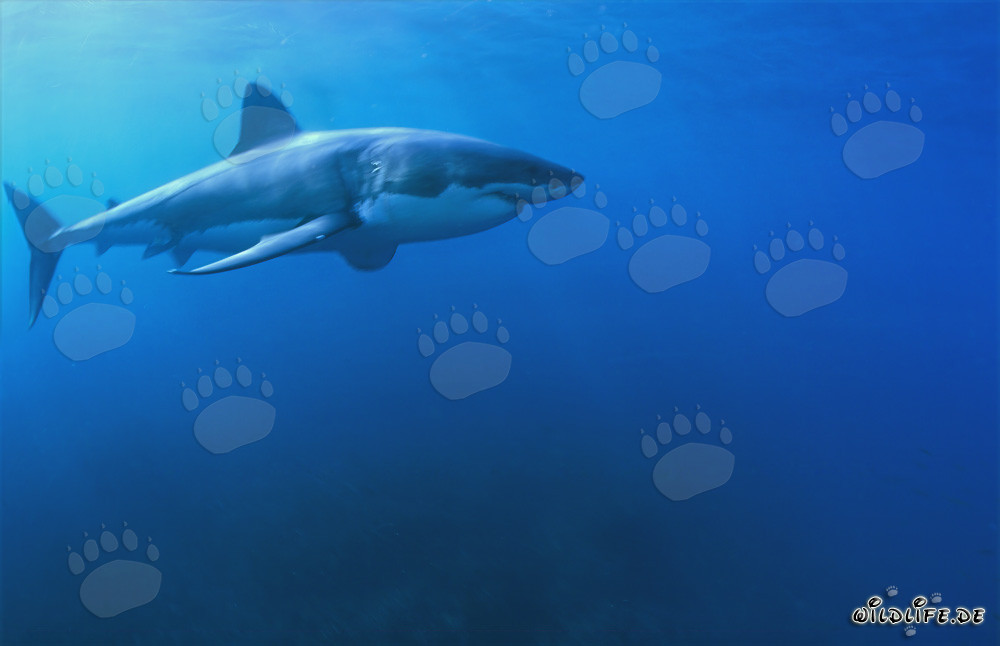 Le fascinant grand requin blanc : un chasseur marin au corps fuselé et au museau conique