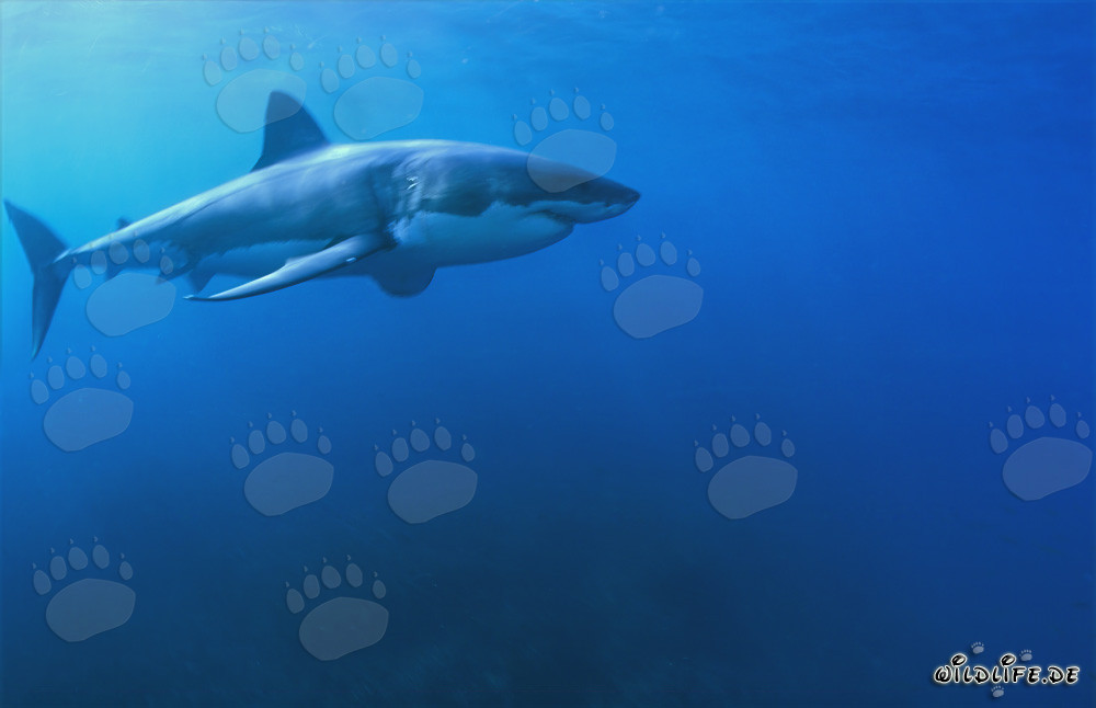Fascinating Great White Shark: A sea predator with a spindle-shaped body and conical snout