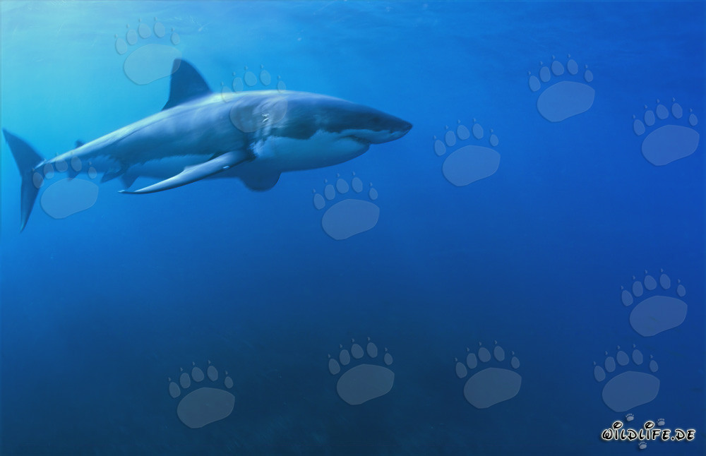 Affascinante squalo bianco: un predatore marino con corpo fusiforme e muso conico