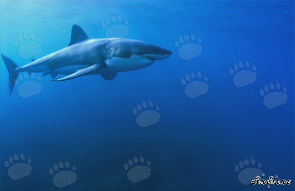 Fascinante tiburón blanco: un depredador marino con cuerpo fusiforme y hocico cónico