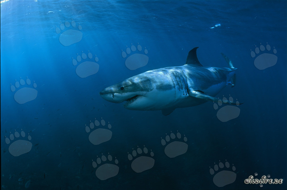 À la lumière du soleil : Majestueux Grand Requin Blanc devant Geyser Rock