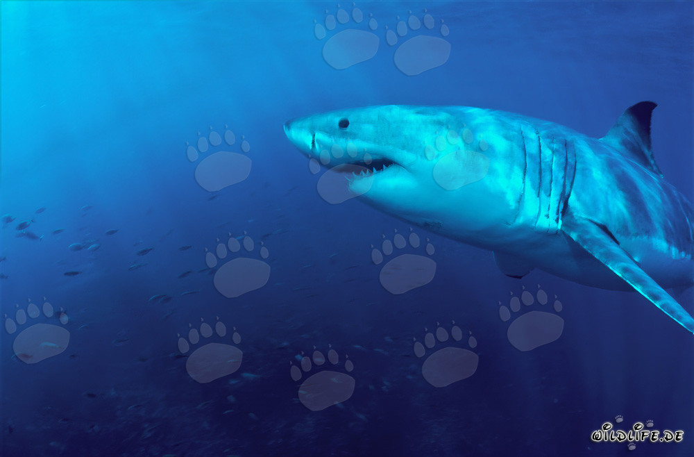 Fascinación de los mares: Majestuoso Gran Tiburón Blanco