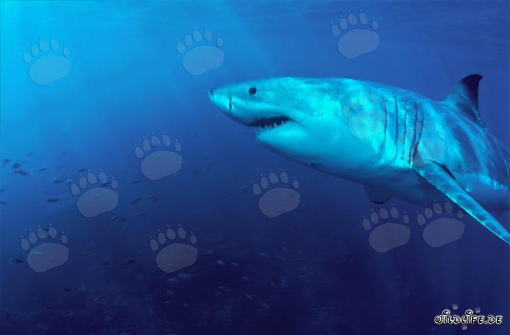 Fascination des mers : Majestueux Grand Requin Blanc