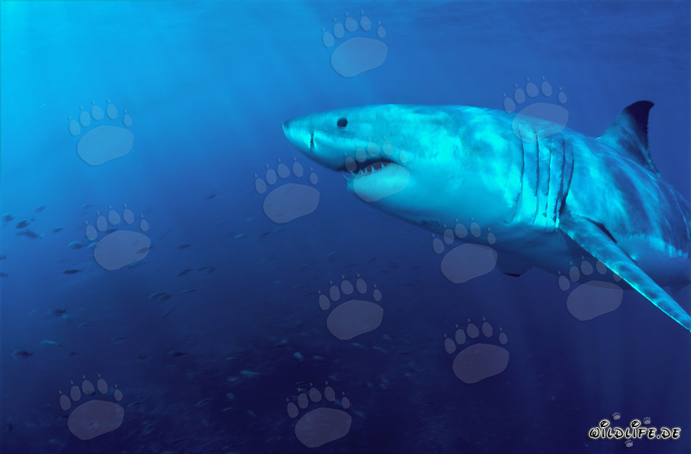 Fascination of the Seas: Majestic Great White Shark