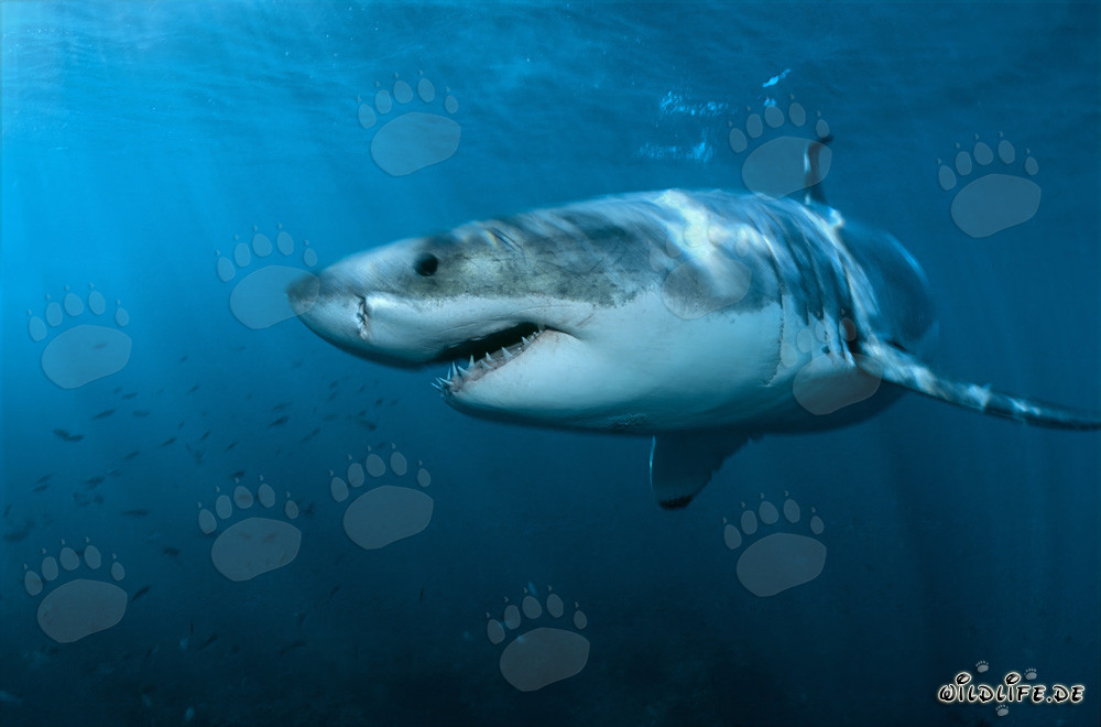 Majestueux et impressionnant : Le grand requin blanc