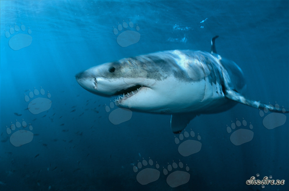 Majestuoso e impresionante: El Gran Tiburón Blanco