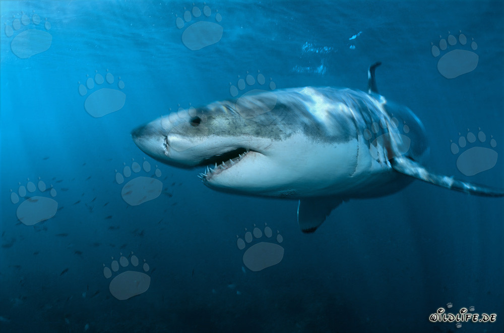 Majestic and impressive: The Great White Shark
