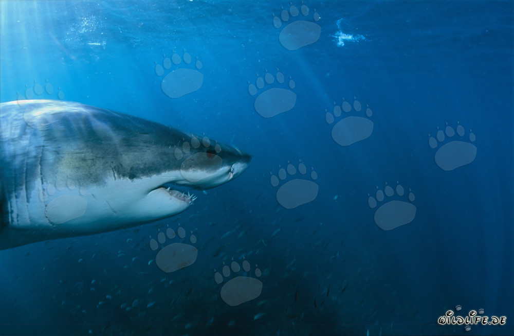 Portrait impressionnant d'un grand requin blanc entouré d'un banc de poissons