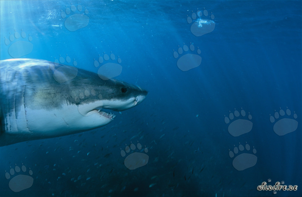 Impressive portrait of a Great White Shark surrounded by a school of fish