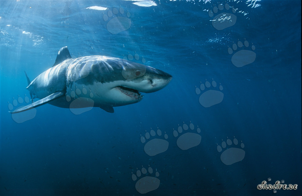 Chasseur de pointe Grand Requin Blanc