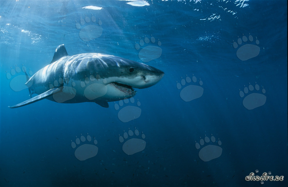 Top Hunter Great White Shark