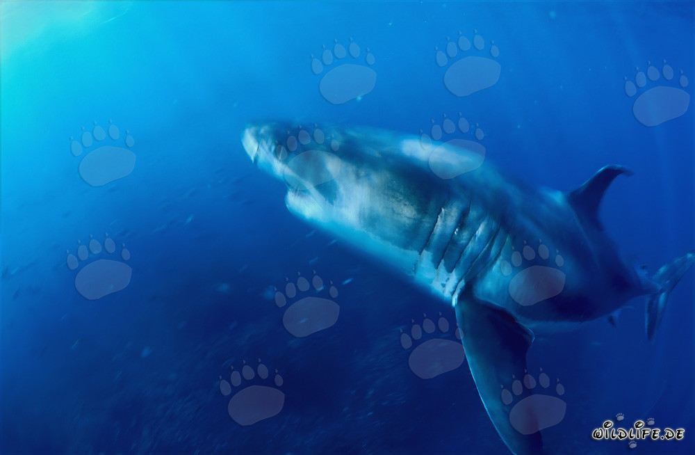 Redoutable prédateur : Grand requin blanc