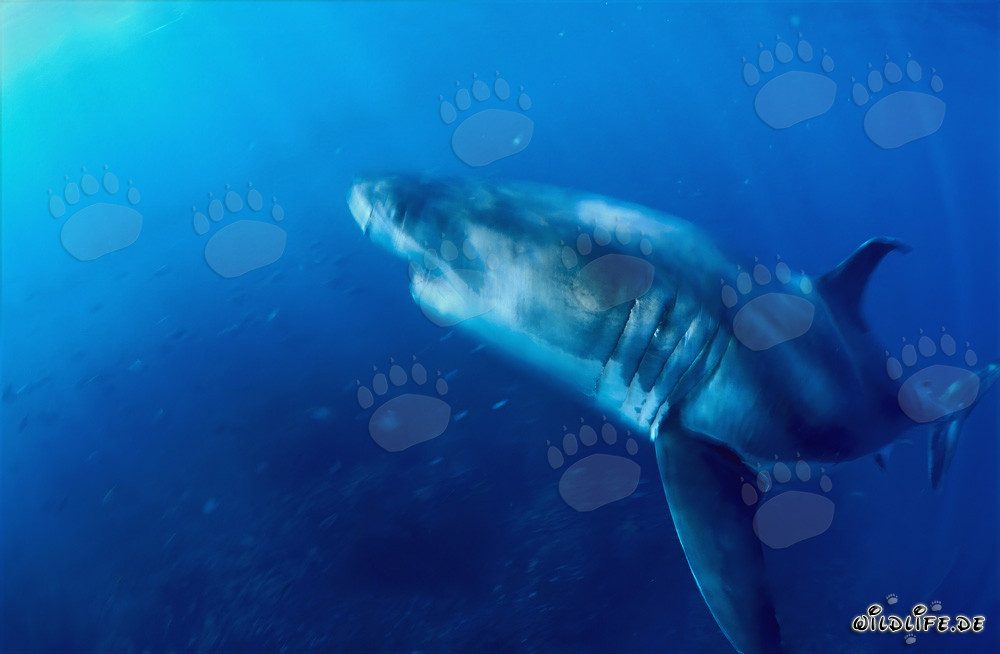 An impressive Predator: great white shark
