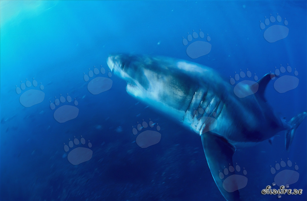 Impresionante depredador: Tiburón blanco