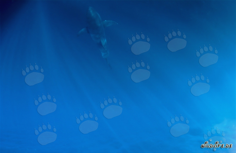 Fascinant bébé requin blanc dans les profondeurs de l'océan