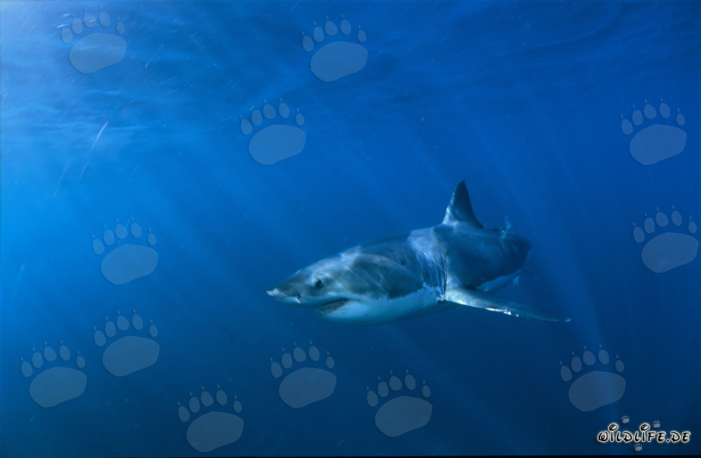 Rencontre impressionnante : Grand requin blanc dans l'océan bleu profond