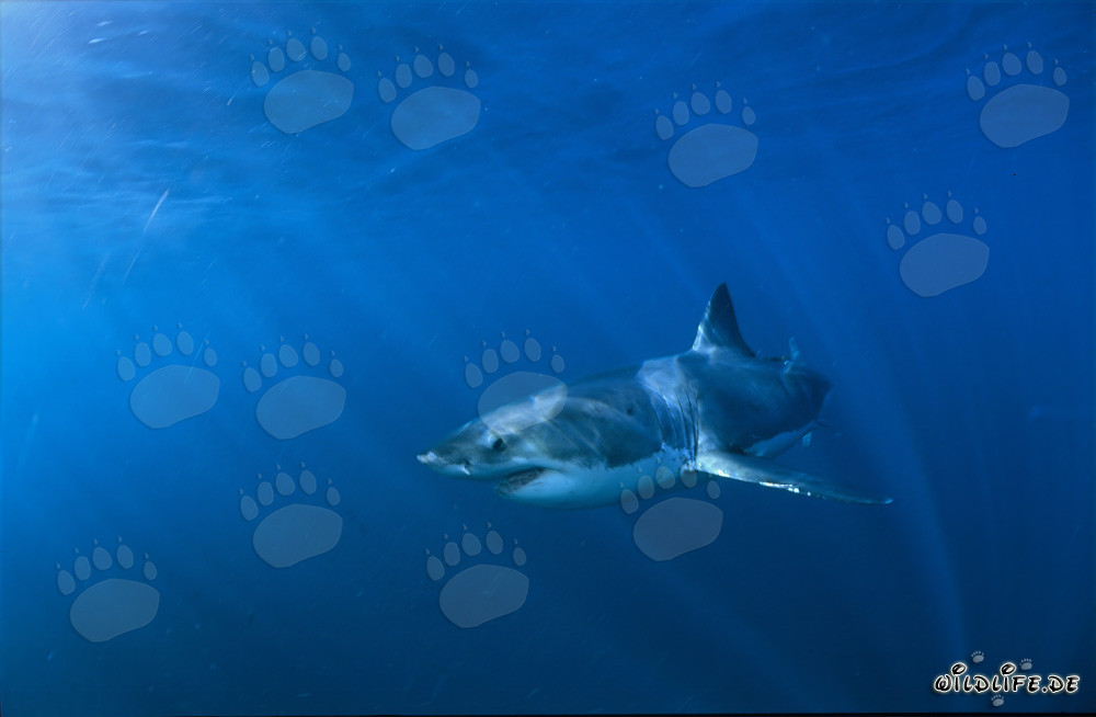 Impressive Encounter: Great White Shark in the Deep Blue Ocean