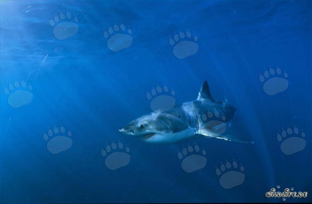 Incontro imponente: Squalo bianco nel profondo oceano blu