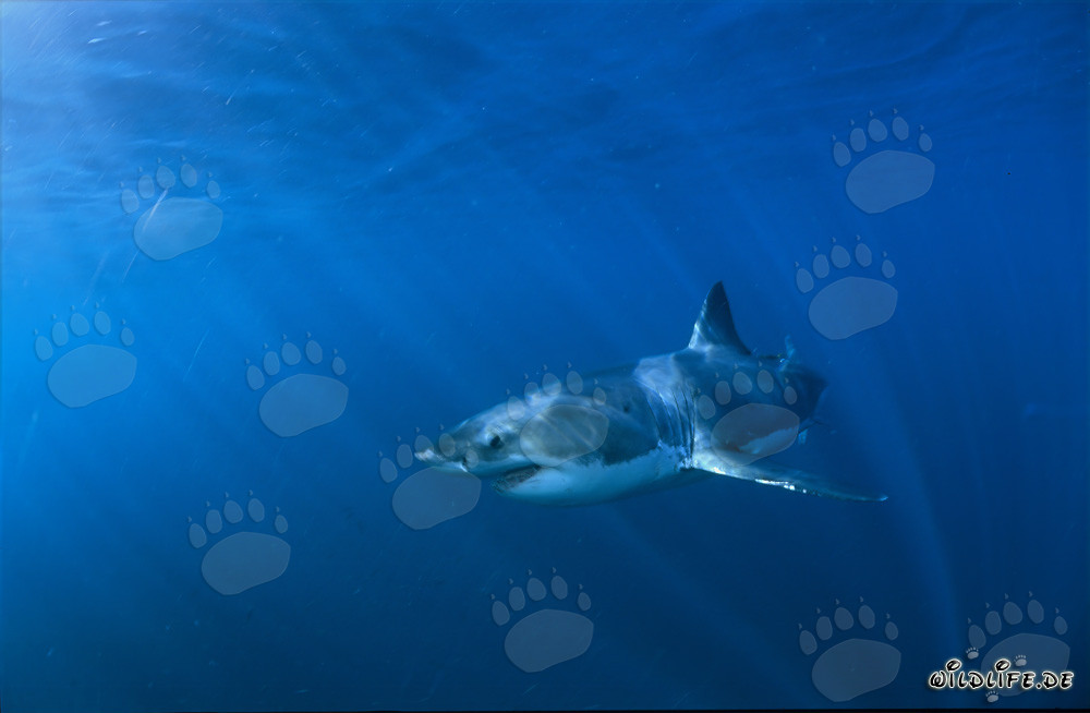 Encuentro imponente: Tiburón blanco en el profundo océano azul