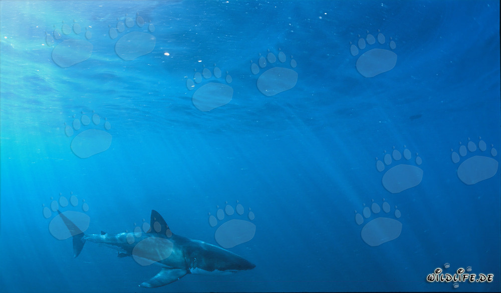 Grand requin blanc majestueux au large de la côte sud-africaine