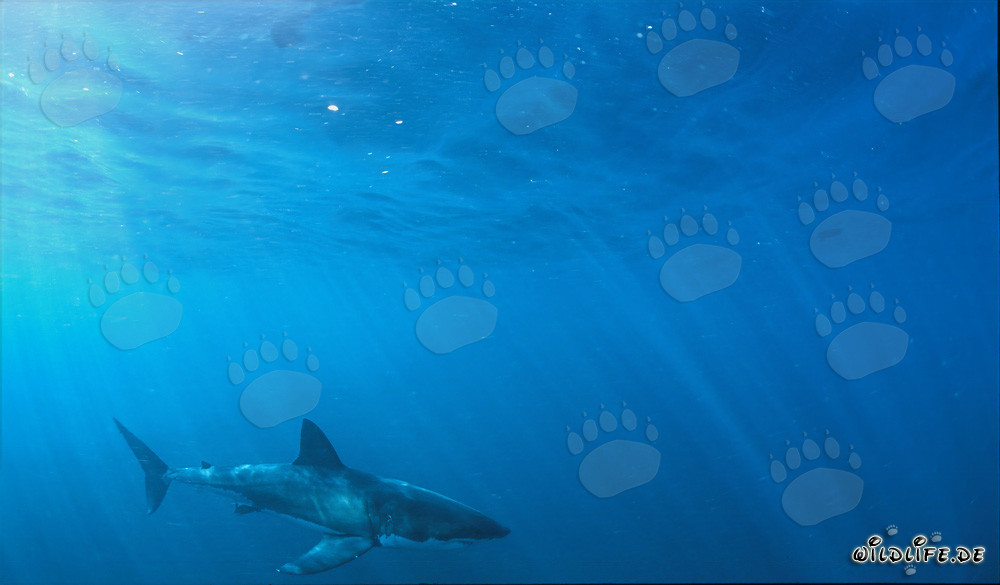 Majestic Great White Shark off the Coast of South Africa