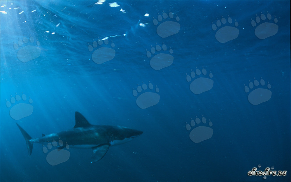 Chasseur fascinant des profondeurs marines : Le Grand Requin Blanc