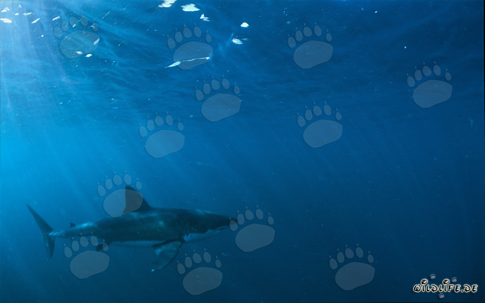 Affascinante cacciatore delle profondità marine: Lo Squalo Bianco