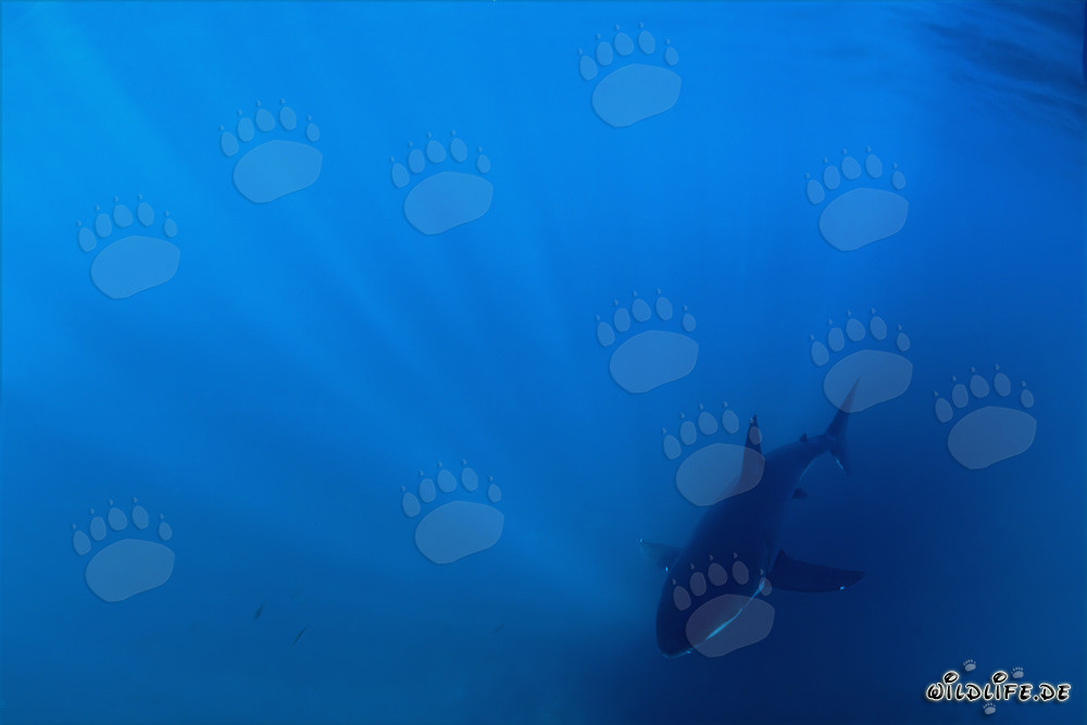 Baby Great White Shark in the center of the incident sun rays