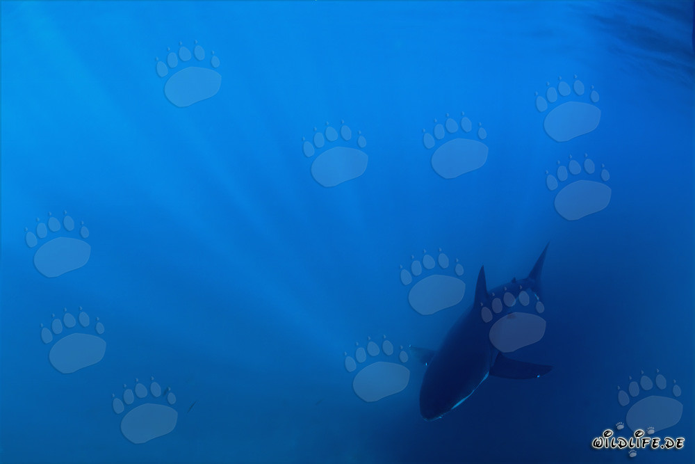 Jeune Requin Blanc au centre des rayons lumineux entrants