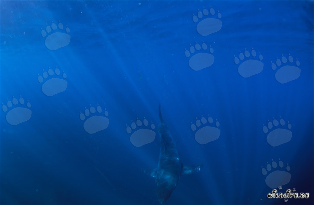Baby Great White Shark exploring the deep ocean